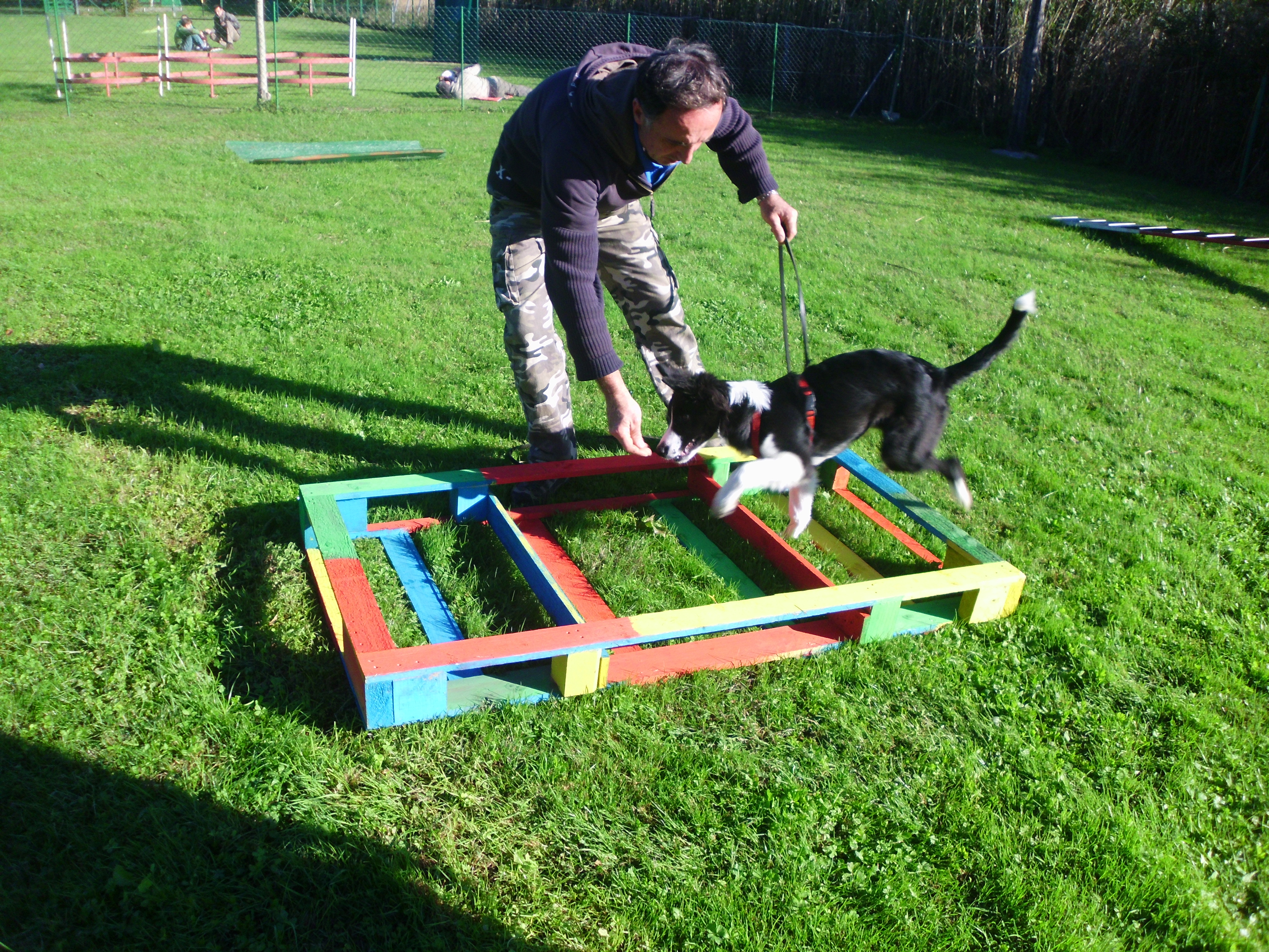 Agility Dog