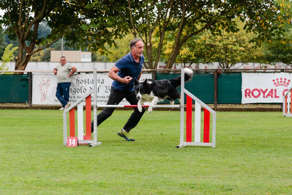 Agility Dog