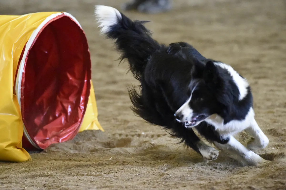 Agility & Sport