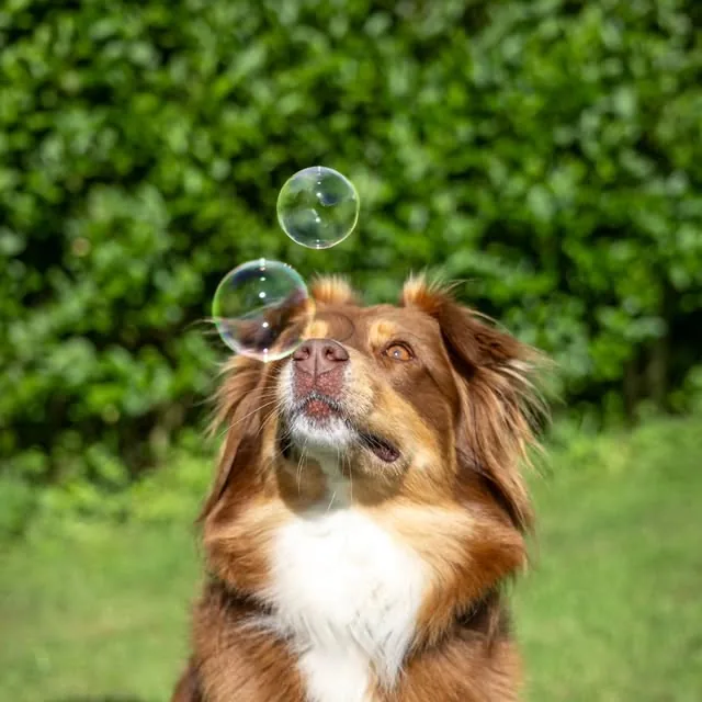 Border Collie tra i tulipani