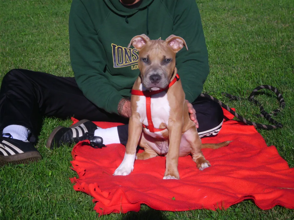 Puppy Class