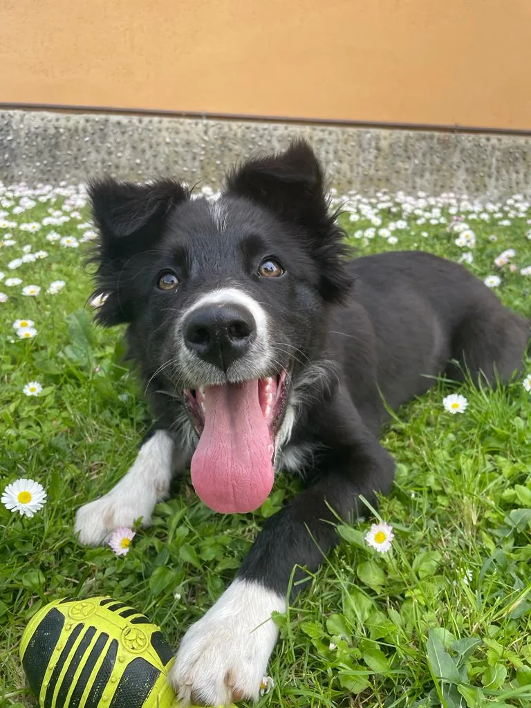 Cane felice nel prato
