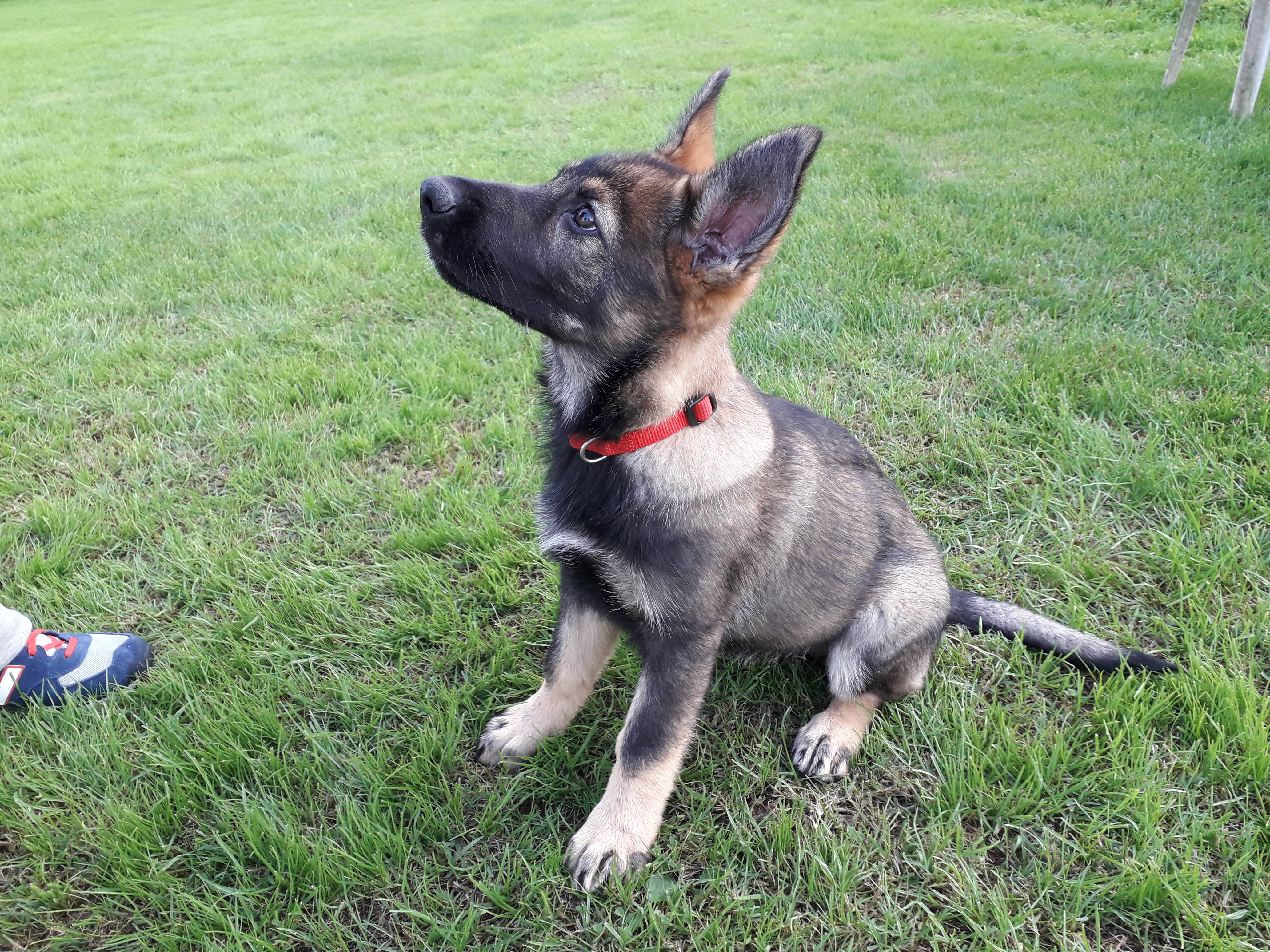 Puppy Class