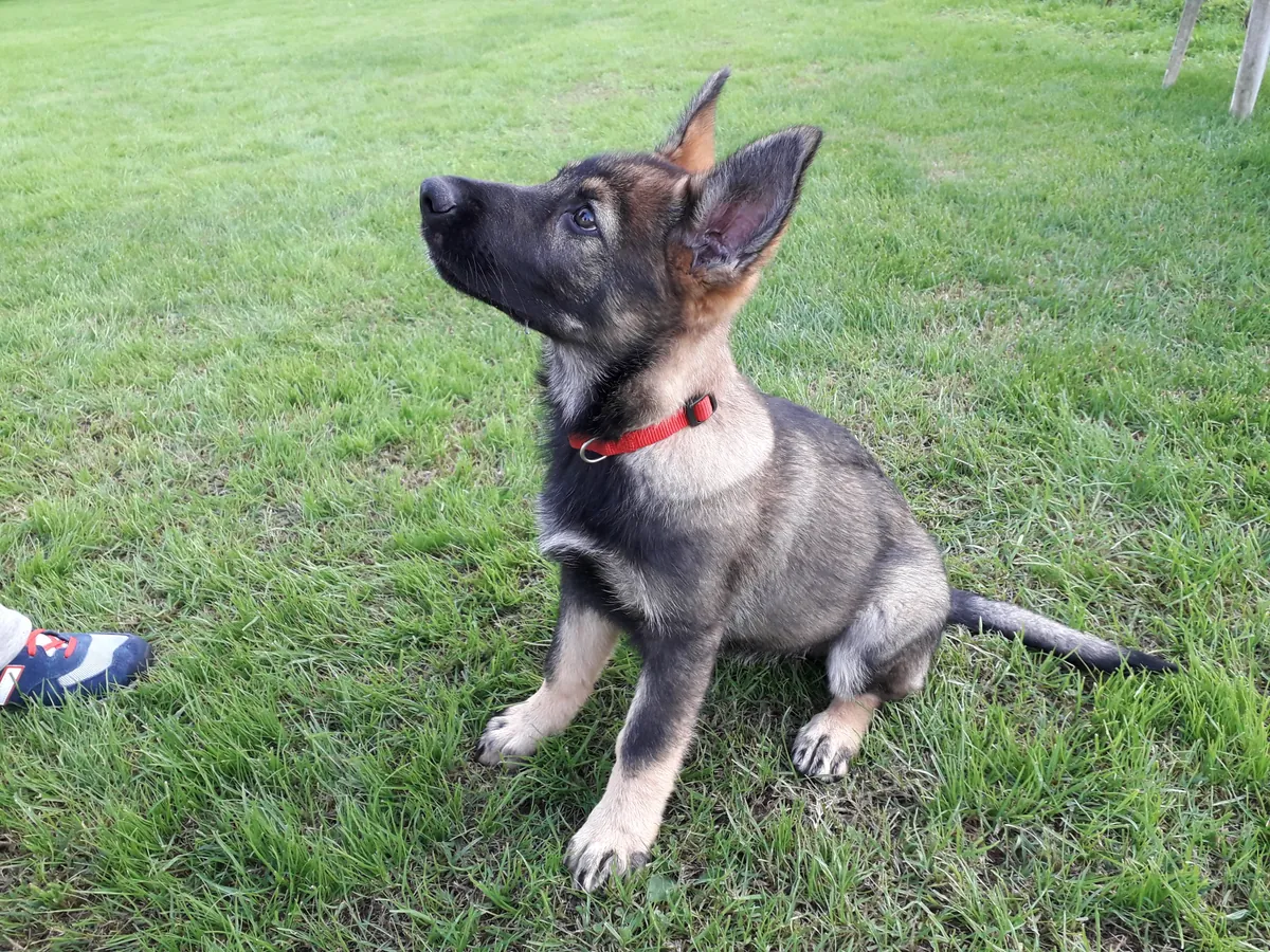 Puppy Class